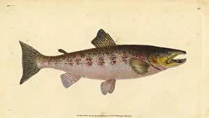 Donovan Prints: Brown trout, Salmo trutta fario
