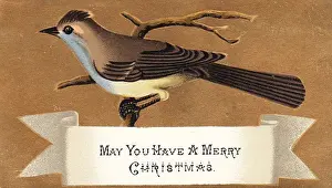 Brown and white bird on a Christmas card