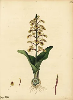 Henry Andrews Prints: Brown widelip orchid, Liparis liliifolia