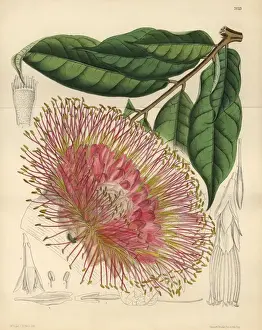 Brownea macrophylla, small tree native to New Grenada