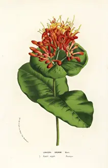 Honeysuckle Prints: Browns honeysuckle, Lonicera brownii