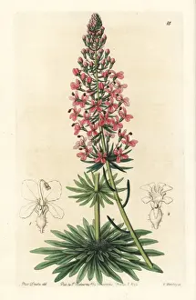 Browns Prints: Browns stylewort, Stylidium brunonianum