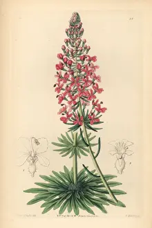 Browns stylewort, Stylidium brunonianum