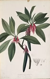 Captain Cook Collection: Bruguiera gymnorrhiza, orange mangrove tree