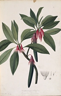 Mangrove Collection: Bruguiera gymnorrhiza, orange mangrove tree