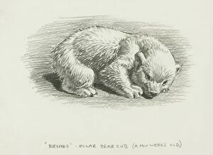 Bear Collection: Brumas Polar Bear