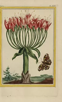 Brunswick lily or chandelier flower, Brunsvigia multiflora