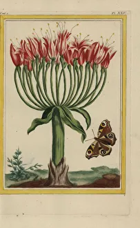 Lily Gallery: Brunswick lily or chandelier flower, Brunsvigia multiflora