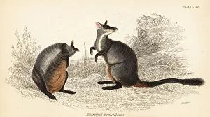 Marsupiata Prints: Brush-tailed rock-wallaby, Petrogale penicillata