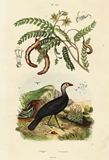 Adolph Fries Prints: Brushturkey and tamarind