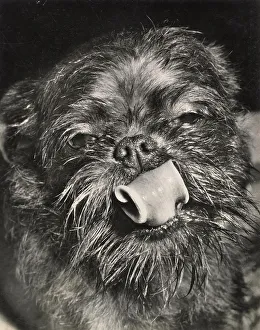 Griffon Prints: Brussels Griffon dog curling its tongue Date: 1950s