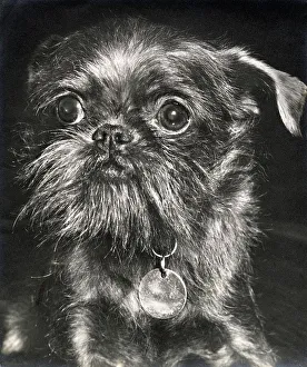 Brussels Griffon dog looking serious Date: 1950s