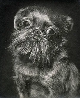 Griffon Prints: Brussels Griffon dog looking sad Date: 1950s