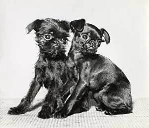 Griffon Prints: Two Brussels Griffon puppies Date: 1950s