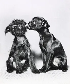 Griffon Prints: Two Brussels Griffon puppies, one licking the other Date: 1950s