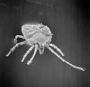 Bryobia praetiosa, clover mite