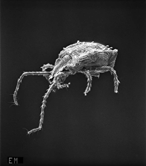 Acarina Gallery: Bryobia praetiosa, clover mite