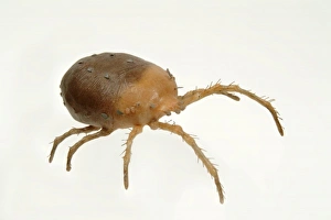 Acarina Gallery: Bryobia praetiosa, clover mite model