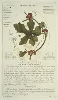 Cucurbitaceae Prints: Bryonia alba, white briony