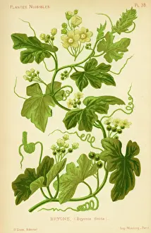 Bryonia Dioica