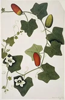 Apiales Gallery: Bryonia grandis, ivy gourd