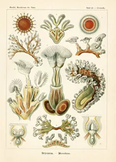 Adolf Collection: Bryozoa moss animals