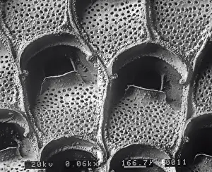 A bryozoan colony