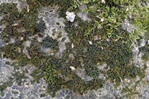 Greenery Gallery: Bryum capillare, bryum mosses