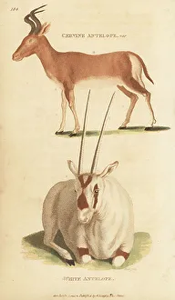 Kearsley Prints: Bubal hartebeest (extinct) and white oryx