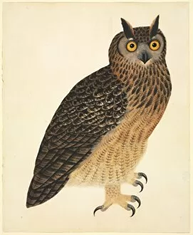 Accipitridae Gallery: Bubo bubo bengalensis, Eurasian eagle-owl