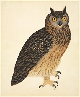 Accipitridae Gallery: Bubo bubo bengalensis, Eurasian eagle-owl