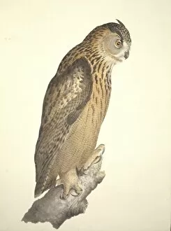 Accipitriformes Collection: Bubo bubo, Eurasian eagle-owl