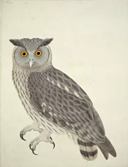 Beak Collection: Bubo coromandus, dusky eagle owl