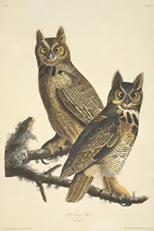 Strigiformes Prints: Bubo virginianus, great-horned owl
