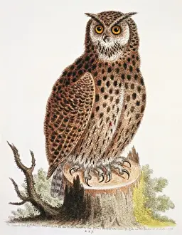 Bubo virginianus, great horned owl