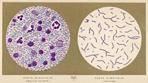 Bubonic Plague Bacillus