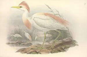 Ardeidae Gallery: Bubulcus ibis, cattle egret