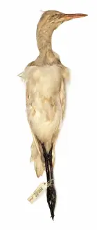 Bubulcus ibis, cattle egret