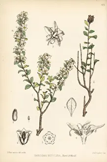 Blair Prints: Bucchu or buku, Agathosma betulina