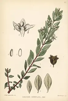 Bucchu or buku, Agathosma crenulata