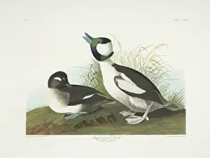 Pair Prints: Bucephala albeola, bufflehead