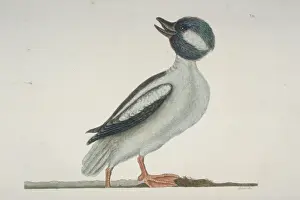 Bucephala albeola, bufflehead