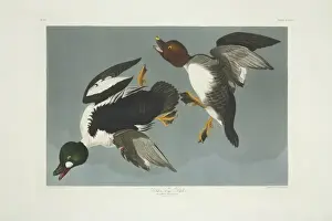 Bucephala clangula, common goldeneye