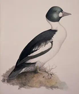 Bucephala clangula, common goldeneye