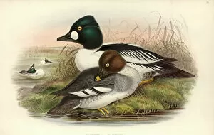 Duck Collection: Bucephala clangula, common goldeneye