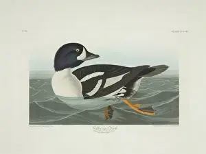 Bucephala islandica, Barrows goldeneye