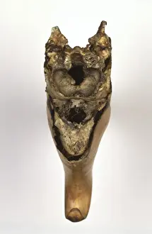 Perissodactyl Prints: Buceros rhinoceros, rhinoceros hornbill skull