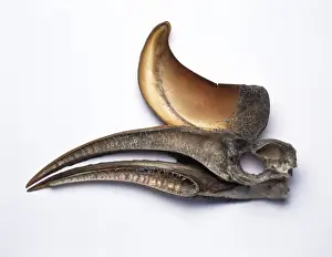 Buceros rhinoceros, Rhinoceros hornbill skull