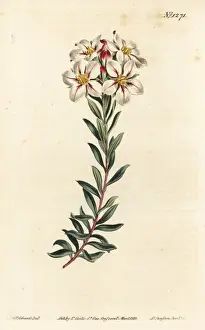 Buchu, Adenandra villosa