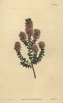 Buchu, Agathosma pulchella
